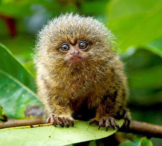 marmoset-music-licensing-song-licensing.jpg